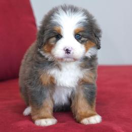 Valravn - Blue merle male Bernedoodle puppy in Dundee, Ohio from Down Home Doodle