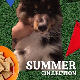 Check Mark- Marcus - Black white and tan male Shetland Sheepdog puppy in New York, New York from GrapeView Shetland Sheepdogs
