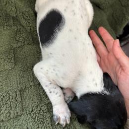 German Shorthaired Pointer Puppies from Golden pointers