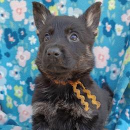 Yellow Girl - Bi-color female German Shepherd puppy in La Pine, Oregon from Granville/Diamond Peak German Shepherds