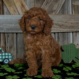 Male 3 - Orange Collar - Red male Irish Doodle puppy in Macedon, New York from Toodles Goldendoodles