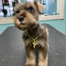 Salt pepper -blue - Salt and pepper male Miniature Schnauzer puppy in Lehigh Acres, Florida from Regency Schnauzer