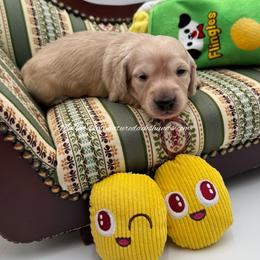 Tater Swift - Cream female Dachshund puppy in Montevallo, Alabama from Mallard's Miniature Dachshunds
