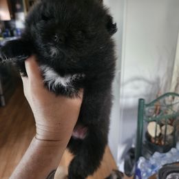 Pomeranian Puppies from Tracy's Pomeranians