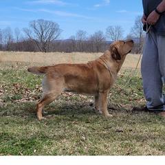 Willow - Labrador Retriever