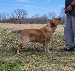 Willow - Labrador Retriever