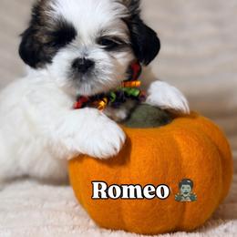 Shih Tzu Puppies from Our ShihTzu Family