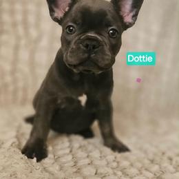 Dottie - Blue female French Bulldog puppy in Neosho, Missouri from K2S Frenchies