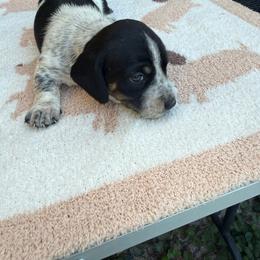 Piebald shorthair male - Piebald male Dachshund puppy in California from Sweetheart Labradors & Mini Dachshunds