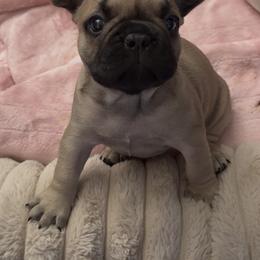 Kash - Fawn male French Bulldog puppy in Clayton, California from Frenchie Luvbugs