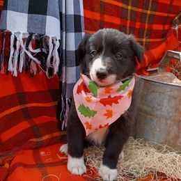 Andromeda - Black and white female Border Collie puppy in Dundy County, Nebraska from Stag Valley Homestead
