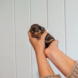 Boone - Blue merle male Aussiedoodle puppy in Tryon, North Carolina from Melrose Mountain Farm