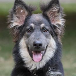 Winter (Winnie) - Blue female German Shepherd puppy in Garrett, Indiana from Devil-Dog Shepherds