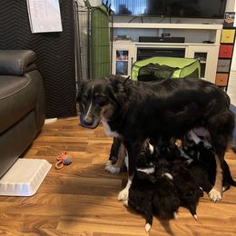 Aussiedoodle Puppies from Hearth&Hound Doodles