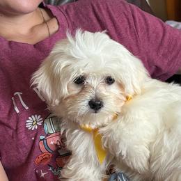 1 - White male Maltese puppy in Cascade, Iowa from Ani's Midwest Maltese