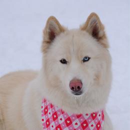 Liviana(Liv) - Siberian Husky