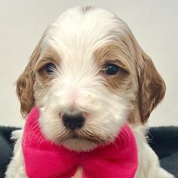 Pink Male - Parti male Goldendoodle puppy in Great Falls, Montana from Montana Goldendoodles