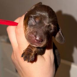 Hersey - Chocolate and tan male Dachshund puppy in Yuba City, California from Mulberry Dachshunds