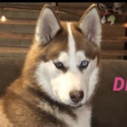 Delilah - Siberian Husky