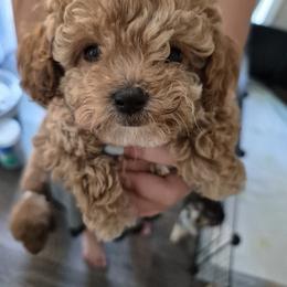 Blaze - Apricot male Poodle puppy in Chandler, Arizona from Fabi toy Poodle