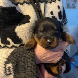 Boy 3 - Black and mahogany Rottweiler puppy in Newport Center, Vermont from Rosalyn's Rottweilers
