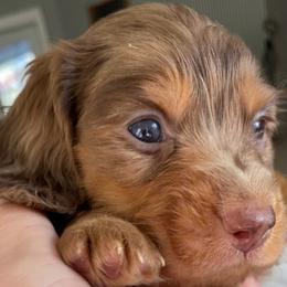Mr Darcy - Dapple male Dachshund puppy in Lake Mary, Florida from Lakeside Doxies