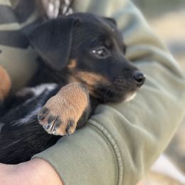 Jessi James - White and black male Russell Terrier puppy in Great Falls, Montana from VS Golden Fields