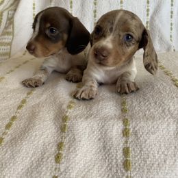 Dachshund Puppies from Destiny's Dachshunds