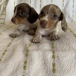 Dachshund Puppies from Destiny's Dachshunds