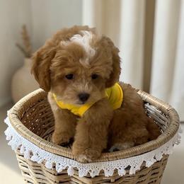 Companion Cross, Maltese, Maltipoo, Poodle, and Shihpoo All Grown Up from GlamPaw Maltipoos