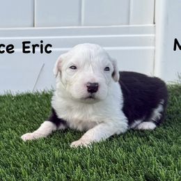 Prince Eric - Gray and white male Old English Sheepdog puppy in Blackfoot, Idaho from What the Fluff Old English Sheepdog
