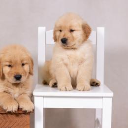Golden Retriever Puppies from Sound Golden Retrievers