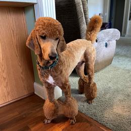Mako - Poodle