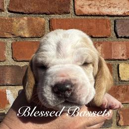 Odette - Lemon and white female Basset Hound puppy in Bellaire, Ohio from Blessed Bassets