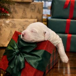 Kevin - White male Sheepadoodle puppy in Tennessee, Illinois from The Artman Family