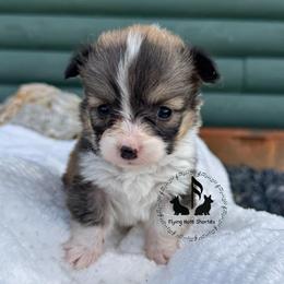 Full Fluffy With A Tail Aloe Vera - Sable female Pembroke Welsh Corgi puppy in Casper, Wyoming from Flying Note Shorties