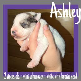 Ashley - Parti female Miniature Schnauzer puppy in Falcon, Missouri from The Way Dog Breeding