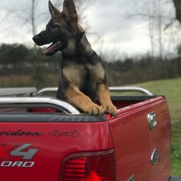 German Shepherd All Grown Up from Angel Oak German Shepherds