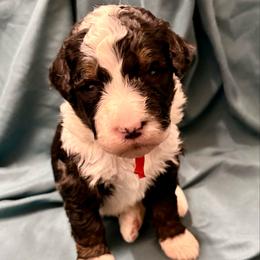 Red collar girl - Tri-color female Bernedoodle puppy in Lake, Michigan from 3 King Doodles & Poodles