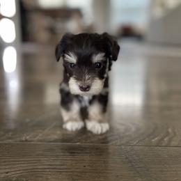 Miniature Schnauzer Puppies from Kelli Palmer
