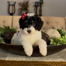 Max (female) - Tri-color female Bernedoodle puppy in Cartersville, Georgia from Simply Blessed Doodles