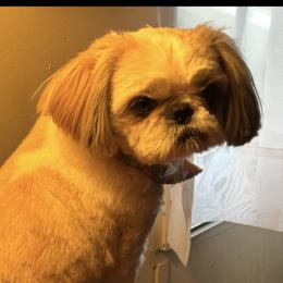 Dustin - Shih Tzu