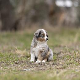 Bentley - Blue merle male Toy Australian Shepherd puppy in Georgetown, Texas from Minikin Manor