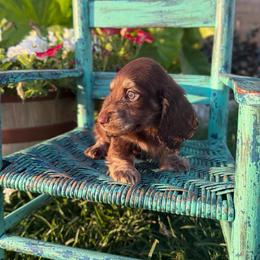 Walker - Chocolate male Dachshund puppy in New Albany, Mississippi from Double A. Doxies