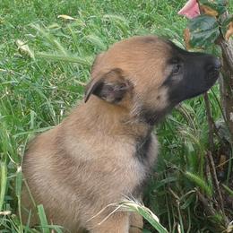 Belgian Malinois and Boston Terrier Puppies from SB & Raksha