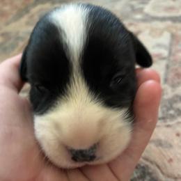 Freedom - Brindle and white female Cardigan Welsh Corgi puppy in Mishawaka, Indiana from Squires Corgi Cottage
