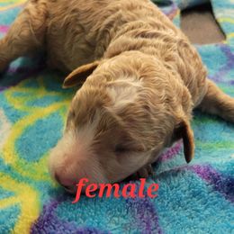 Molly - Apricot female Goldendoodle puppy in Milwaukwe, Wisconsin from Wisconsin Doodles