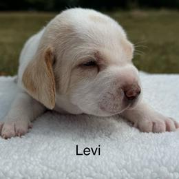AKC Levi - Lemon and white male Beagle puppy in Rogersville, Missouri from Hales Little Beagle Haven