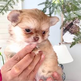 Mini Doll. Price 9980 - Chocolate and tan female Chihuahua puppy in Santa Rosa Beach, Florida from Eva's Chihuahua