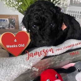 Jameson - Black Goldendoodle puppy in Palm Coast, Florida from Spread Love Everywhere Poodles & Doodles